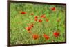 Poppy field-Jim Engelbrecht-Framed Photographic Print