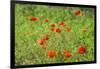 Poppy field-Jim Engelbrecht-Framed Photographic Print