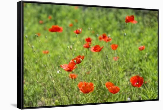 Poppy field-Jim Engelbrecht-Framed Stretched Canvas