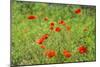 Poppy field-Jim Engelbrecht-Mounted Photographic Print