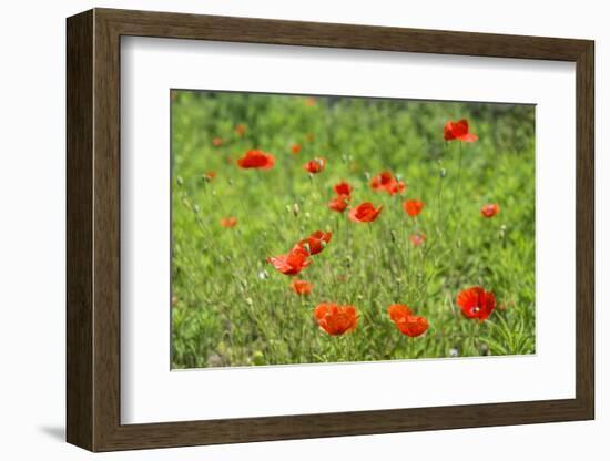 Poppy field-Jim Engelbrecht-Framed Photographic Print