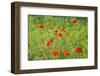 Poppy field-Jim Engelbrecht-Framed Photographic Print