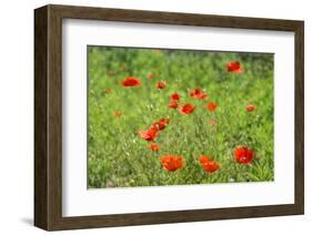 Poppy field-Jim Engelbrecht-Framed Photographic Print