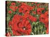 Poppy Field-Kirstie Adamson-Stretched Canvas