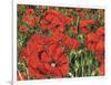 Poppy Field-Kirstie Adamson-Framed Giclee Print