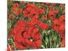 Poppy Field-Kirstie Adamson-Mounted Giclee Print