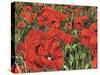 Poppy Field-Kirstie Adamson-Stretched Canvas