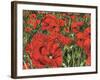 Poppy Field-Kirstie Adamson-Framed Giclee Print