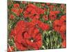 Poppy Field-Kirstie Adamson-Mounted Giclee Print