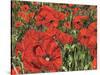 Poppy Field-Kirstie Adamson-Stretched Canvas