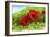 Poppy Field-Tanja Ware-Framed Giclee Print