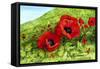 Poppy Field-Tanja Ware-Framed Stretched Canvas