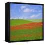 Poppy Field-Cora Niele-Framed Stretched Canvas