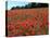 Poppy Fields, Great Bookham, Surrey, England, C2000-Peter Thompson-Stretched Canvas