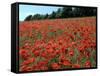 Poppy Fields, Great Bookham, Surrey, England, C2000-Peter Thompson-Framed Stretched Canvas