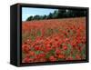 Poppy Fields, Great Bookham, Surrey, England, C2000-Peter Thompson-Framed Stretched Canvas