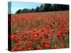 Poppy Fields, Great Bookham, Surrey, England, C2000-Peter Thompson-Stretched Canvas