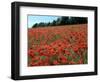 Poppy Fields, Great Bookham, Surrey, England, C2000-Peter Thompson-Framed Photographic Print