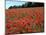 Poppy Fields, Great Bookham, Surrey, England, C2000-Peter Thompson-Mounted Photographic Print