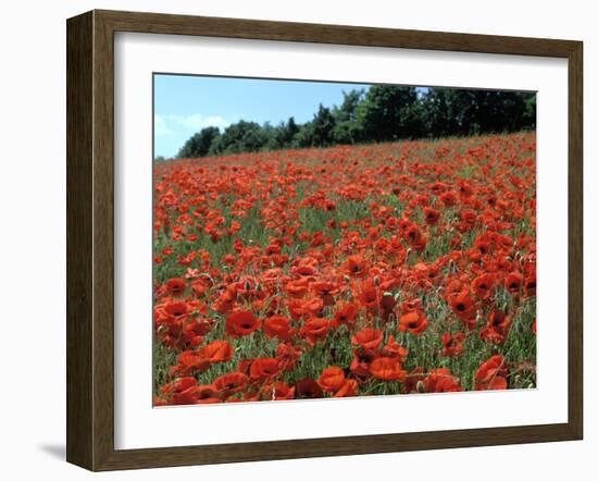 Poppy Fields, Great Bookham, Surrey, England, C2000-Peter Thompson-Framed Photographic Print