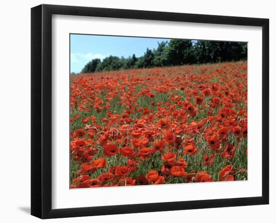 Poppy Fields, Great Bookham, Surrey, England, C2000-Peter Thompson-Framed Photographic Print