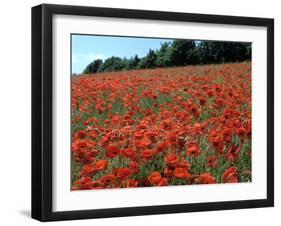 Poppy Fields, Great Bookham, Surrey, England, C2000-Peter Thompson-Framed Photographic Print