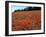 Poppy Fields, Great Bookham, Surrey, England, C2000-Peter Thompson-Framed Photographic Print