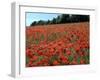 Poppy Fields, Great Bookham, Surrey, England, C2000-Peter Thompson-Framed Photographic Print