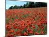 Poppy Fields, Great Bookham, Surrey, England, C2000-Peter Thompson-Mounted Photographic Print