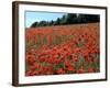 Poppy Fields, Great Bookham, Surrey, England, C2000-Peter Thompson-Framed Photographic Print