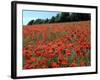 Poppy Fields, Great Bookham, Surrey, England, C2000-Peter Thompson-Framed Photographic Print