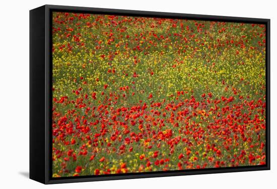 Poppy Fields in Full Bloom, Tuscany, Italy-Terry Eggers-Framed Stretched Canvas