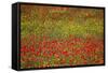 Poppy Fields in Full Bloom, Tuscany, Italy-Terry Eggers-Framed Stretched Canvas