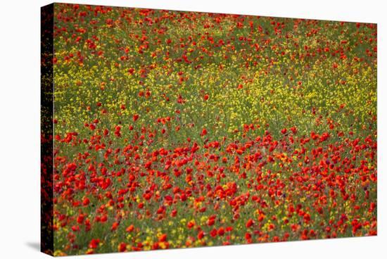 Poppy Fields in Full Bloom, Tuscany, Italy-Terry Eggers-Stretched Canvas