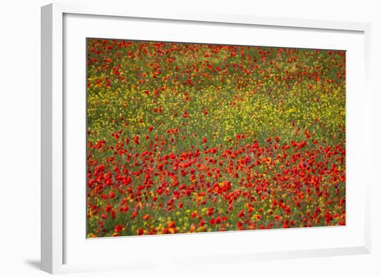 Poppy Fields in Full Bloom, Tuscany, Italy-Terry Eggers-Framed Photographic Print