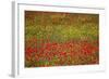 Poppy Fields in Full Bloom, Tuscany, Italy-Terry Eggers-Framed Photographic Print