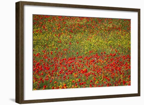 Poppy Fields in Full Bloom, Tuscany, Italy-Terry Eggers-Framed Photographic Print