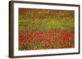 Poppy Fields in Full Bloom, Tuscany, Italy-Terry Eggers-Framed Photographic Print