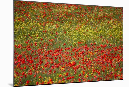 Poppy Fields in Full Bloom, Tuscany, Italy-Terry Eggers-Mounted Photographic Print