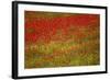 Poppy Fields in Full Bloom, Tuscany, Italy-Terry Eggers-Framed Photographic Print