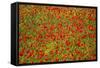 Poppy Fields in Full Bloom, Tuscany, Italy-Terry Eggers-Framed Stretched Canvas