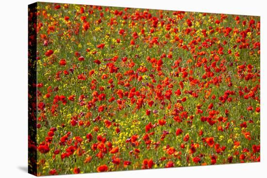 Poppy Fields in Full Bloom, Tuscany, Italy-Terry Eggers-Stretched Canvas