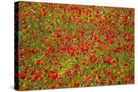 Poppy Fields in Full Bloom, Tuscany, Italy-Terry Eggers-Stretched Canvas