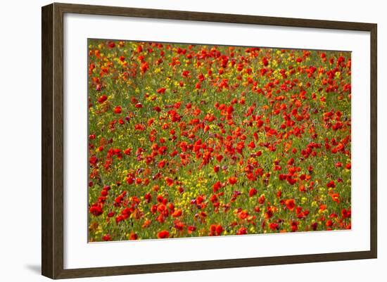 Poppy Fields in Full Bloom, Tuscany, Italy-Terry Eggers-Framed Photographic Print