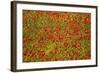 Poppy Fields in Full Bloom, Tuscany, Italy-Terry Eggers-Framed Photographic Print