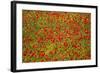 Poppy Fields in Full Bloom, Tuscany, Italy-Terry Eggers-Framed Photographic Print