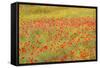 Poppy Fields in Full Bloom, Tuscany, Italy-Terry Eggers-Framed Stretched Canvas