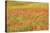 Poppy Fields in Full Bloom, Tuscany, Italy-Terry Eggers-Stretched Canvas