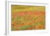 Poppy Fields in Full Bloom, Tuscany, Italy-Terry Eggers-Framed Photographic Print