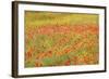 Poppy Fields in Full Bloom, Tuscany, Italy-Terry Eggers-Framed Photographic Print